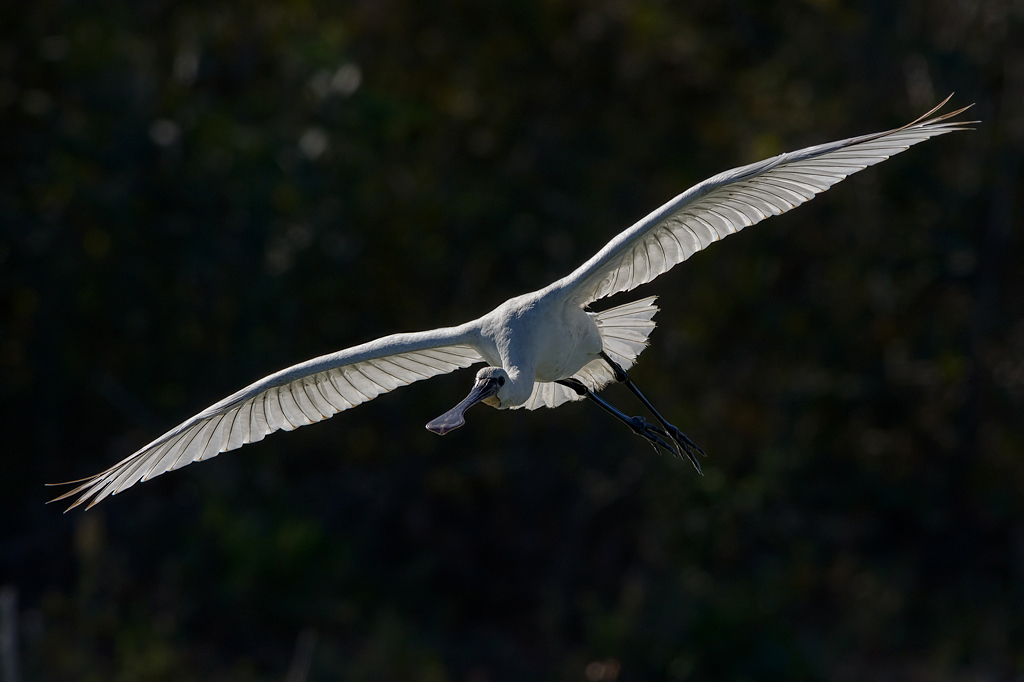 Spatola  (Platalea leucorodia)