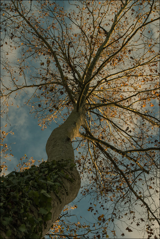 Oltre i rami dorati...