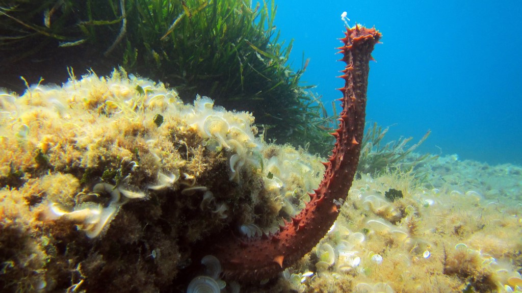 Holothuria tubulosa in fase di riproduzione sessuata