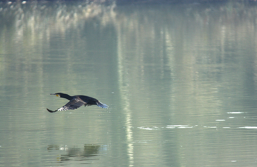 Cormorano in volo