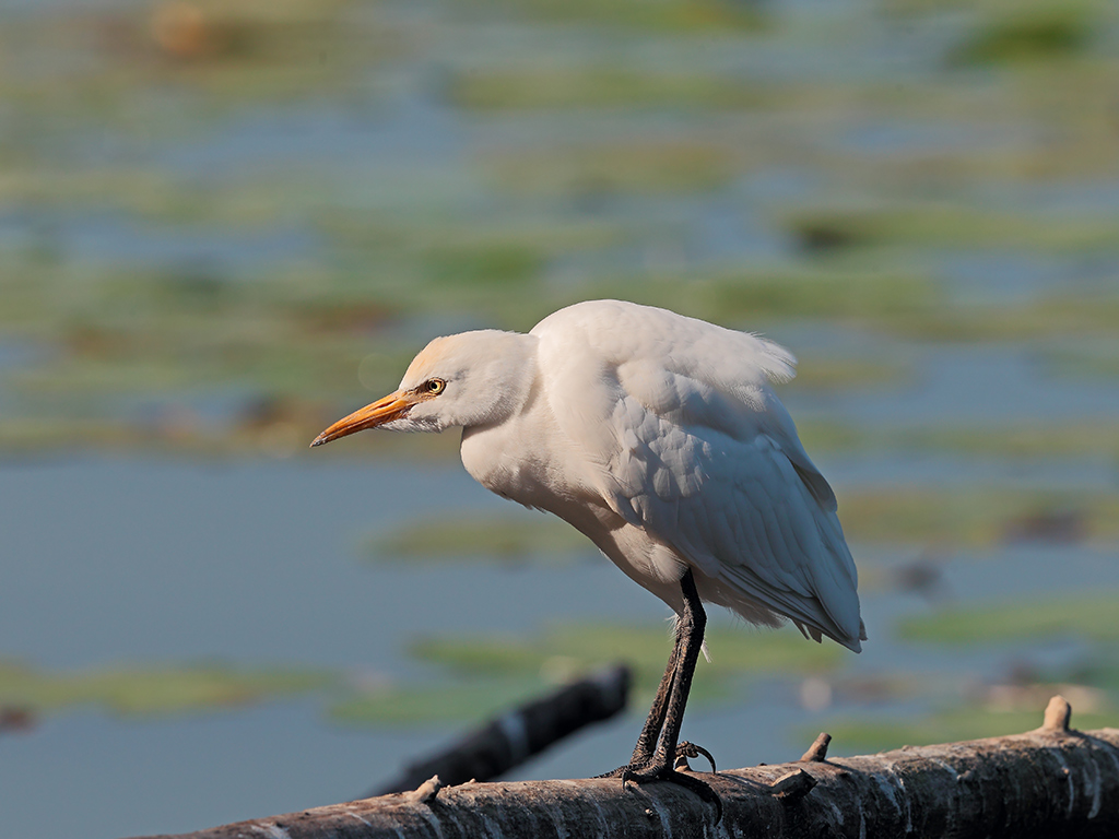 Airone Guardabuoi # 4