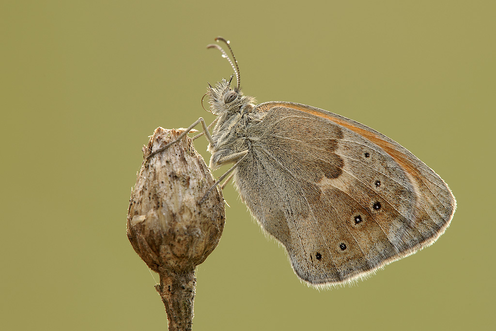 Coenonynpha pamphilus