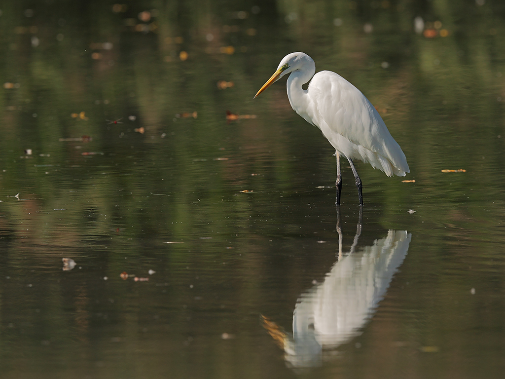 Airone Bianco Maggiore # 4