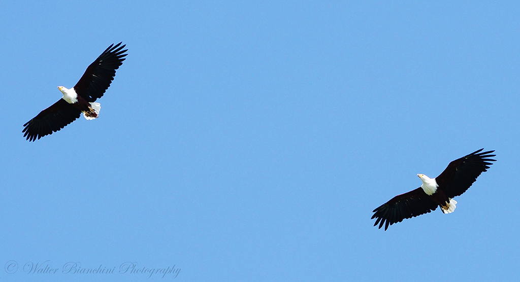 2 Aquile Pescatrici in volo