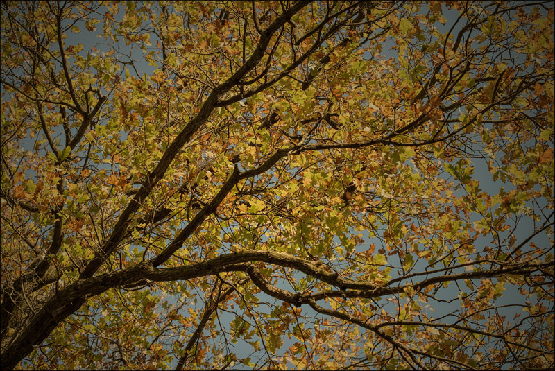 Composizioni a testa in su...