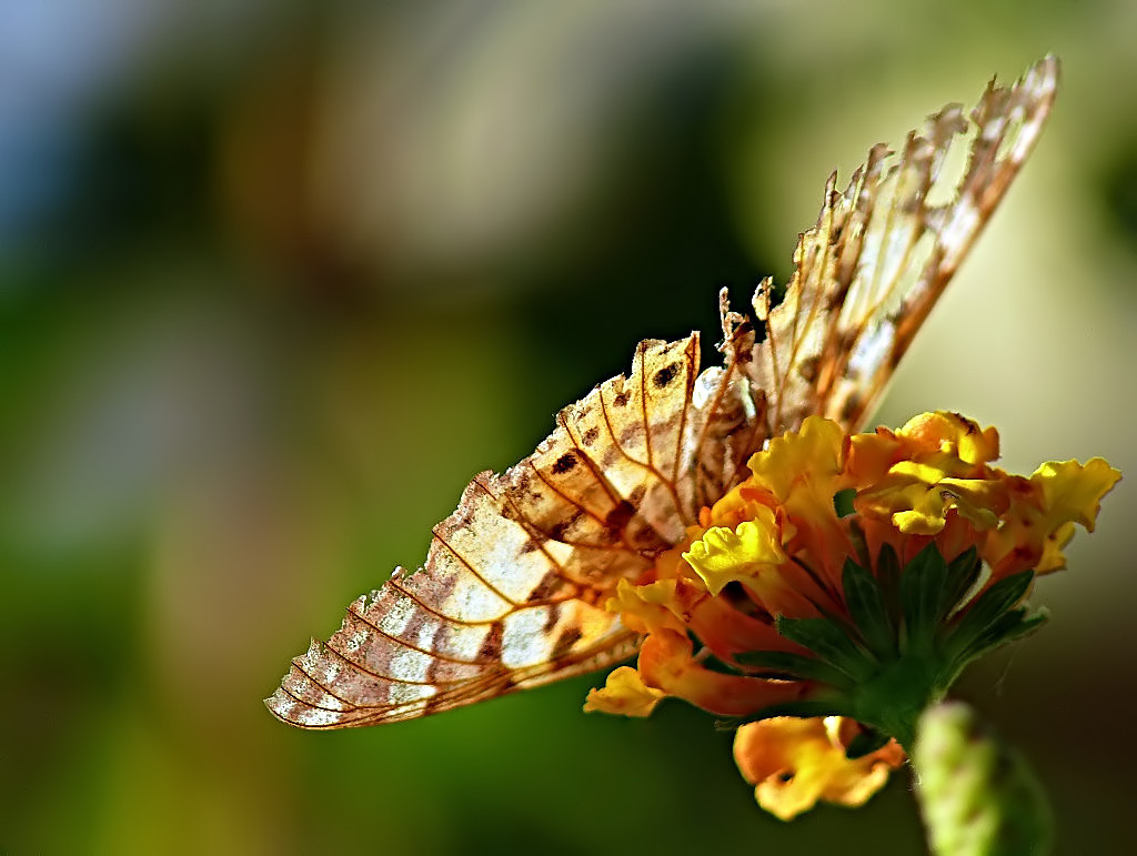 *** Fior di farfalla ***