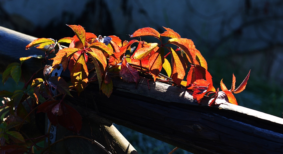 Autunno, piccolo particolare