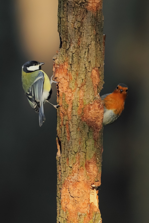 Cinciallegra+Pettirosso