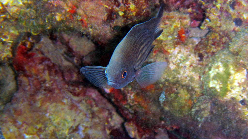 Chromis chromis