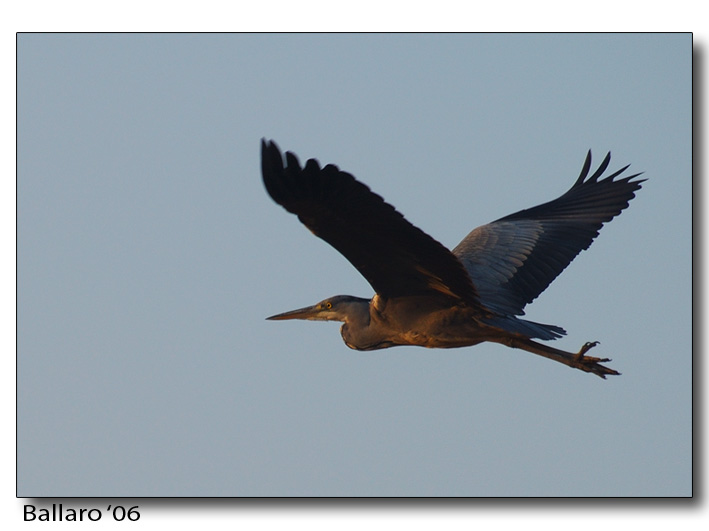 Cenerino al tramonto 1