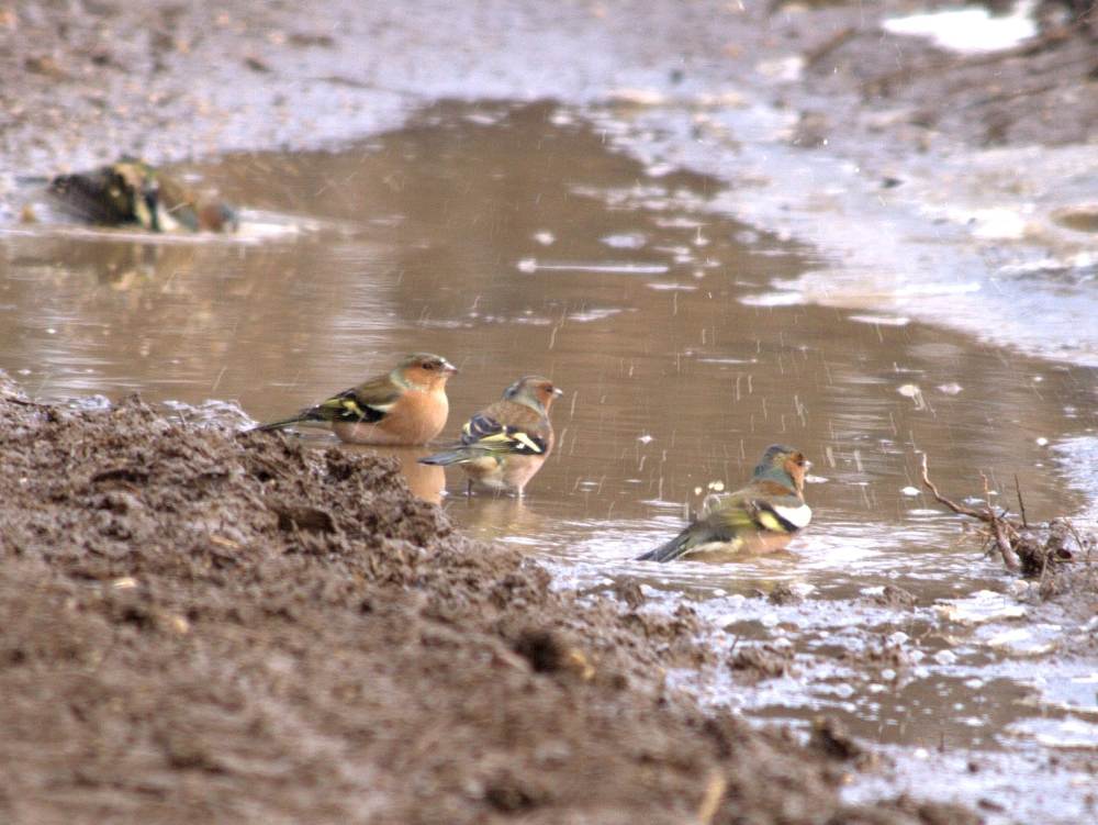 Fringuelli - l'ora del bagnetto