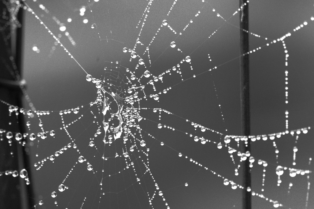 autunno in bianco e nero