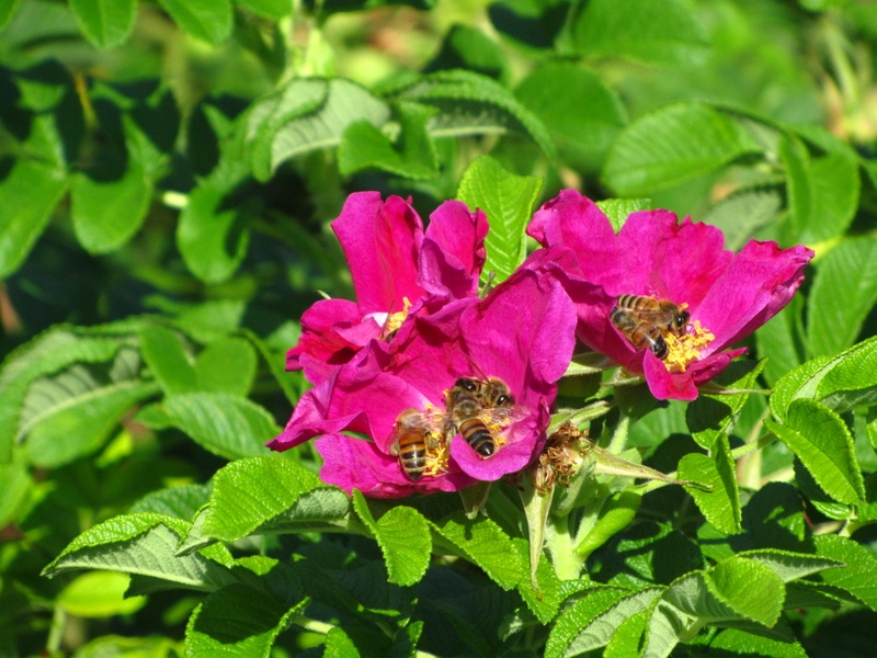 piatto ricco mi ci ficco