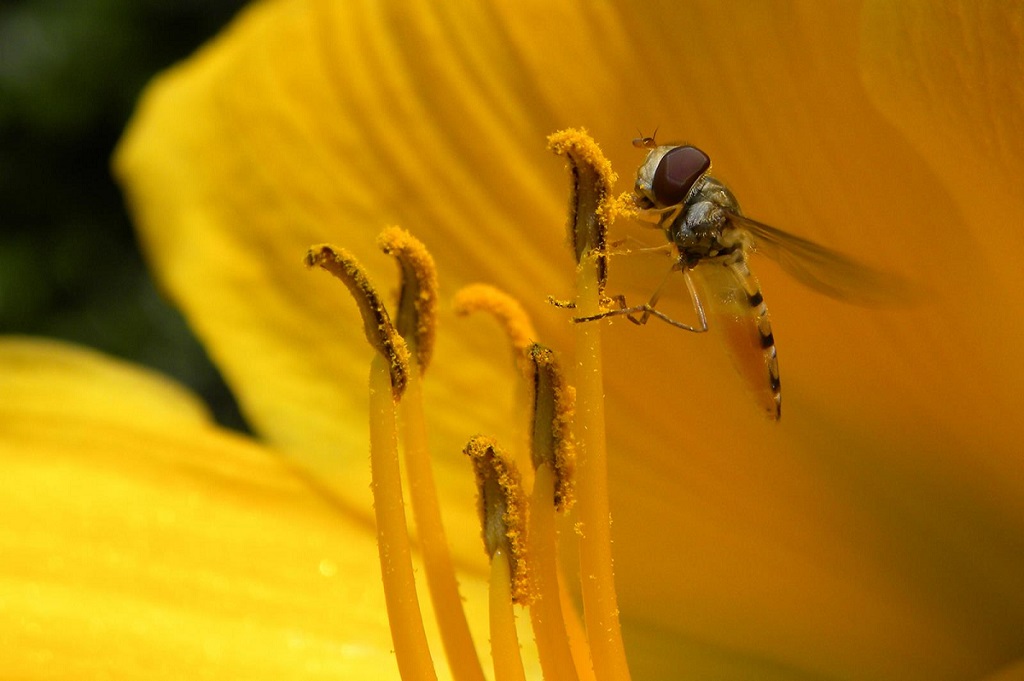 Syrphidae su hemerocallis