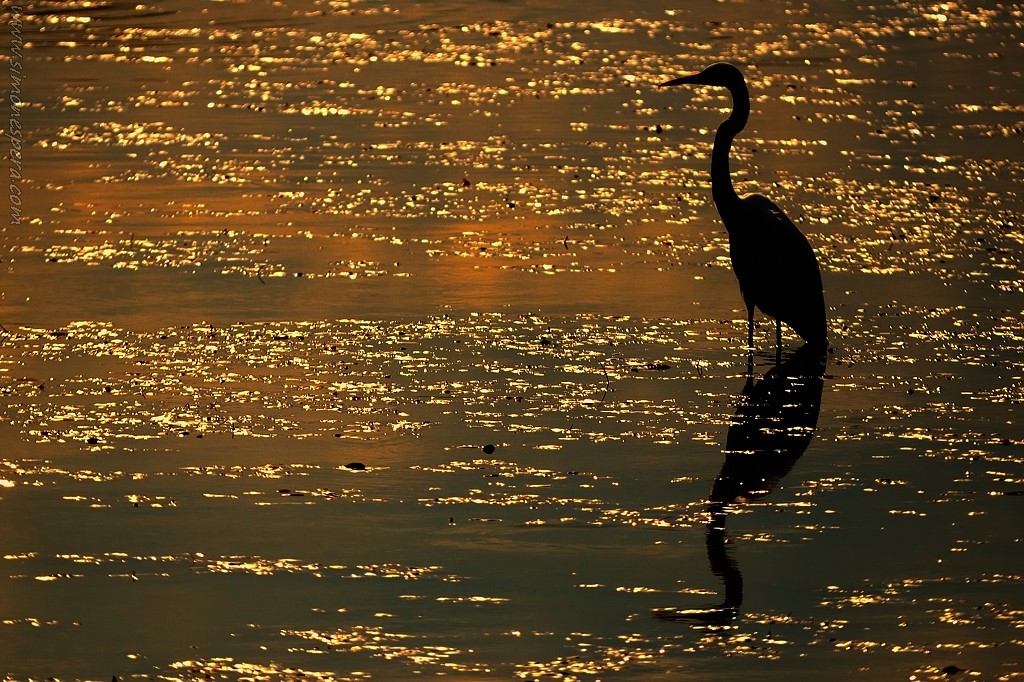 Airone Nero Maggiore....