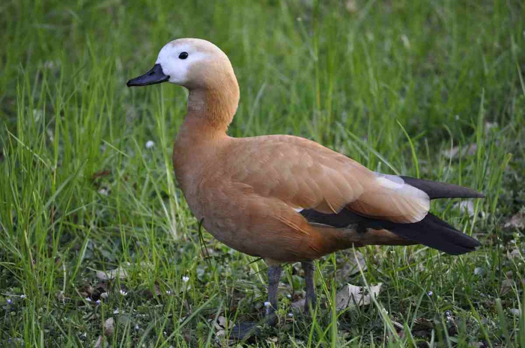 anatra