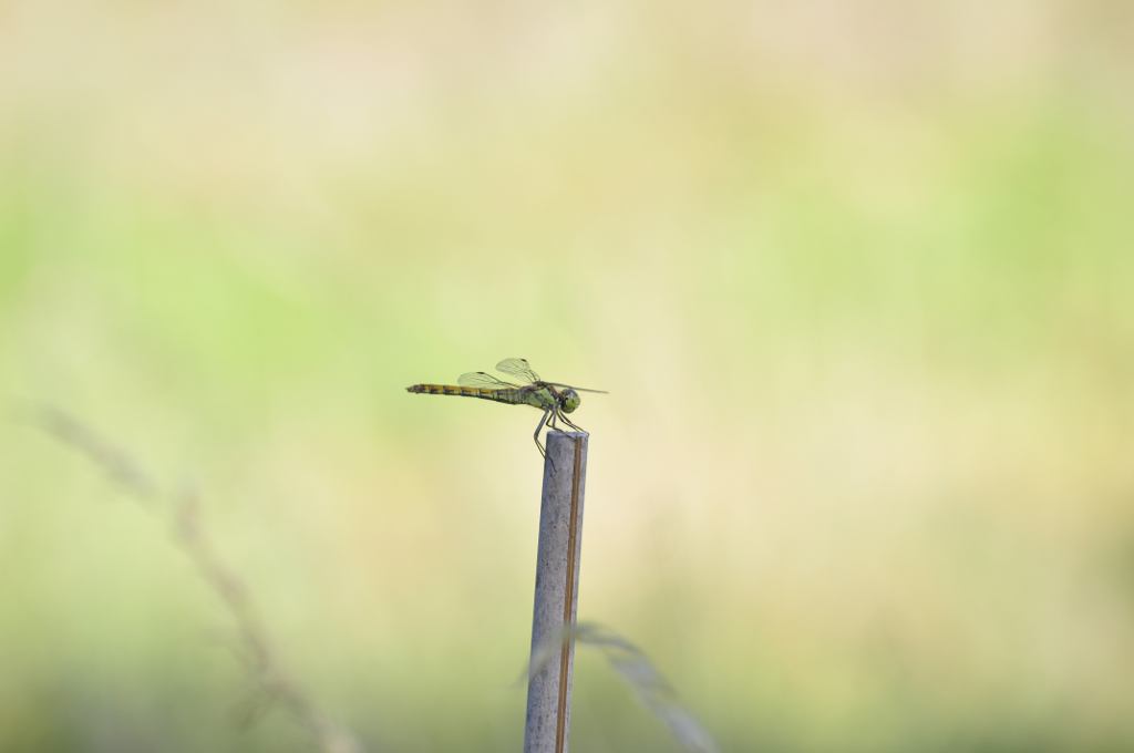 libellula