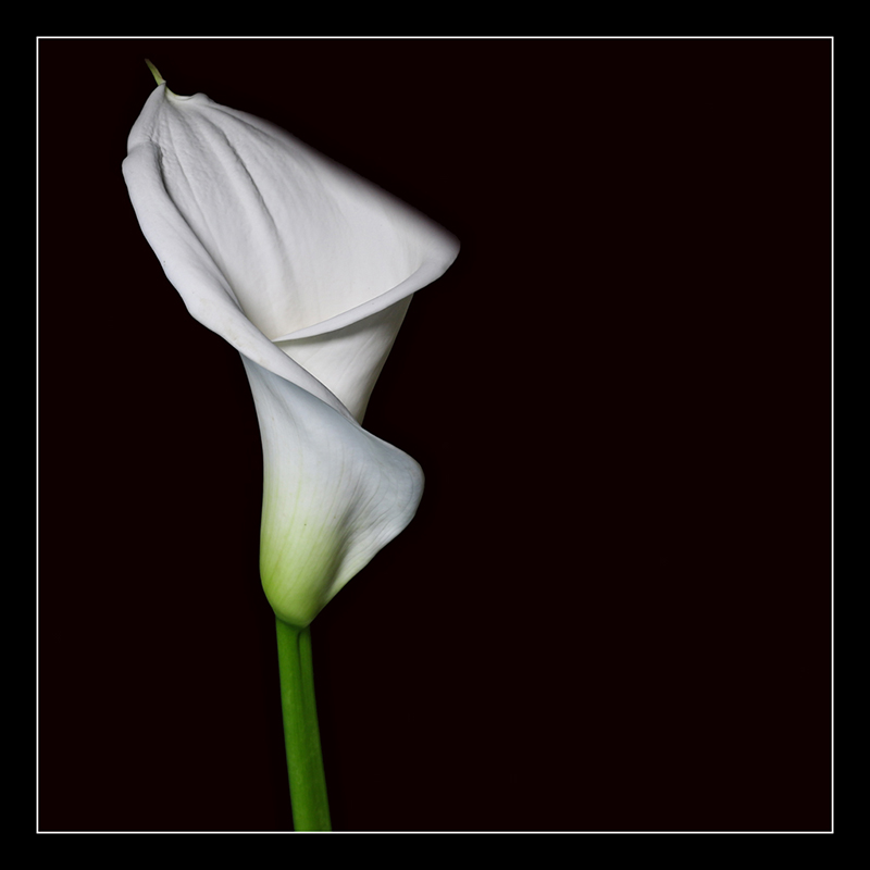 Calla #01