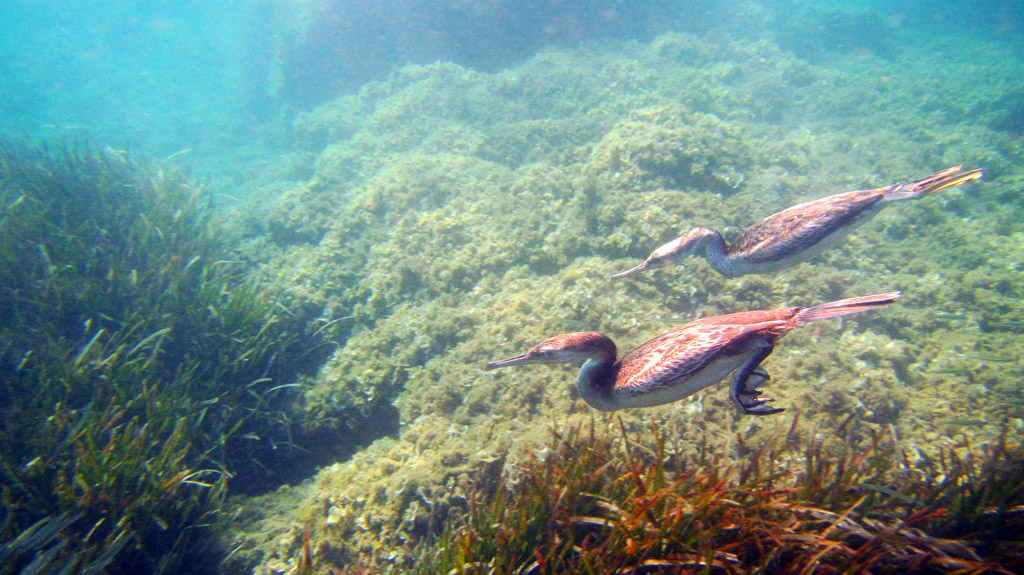 Marangoni dal ciuffo