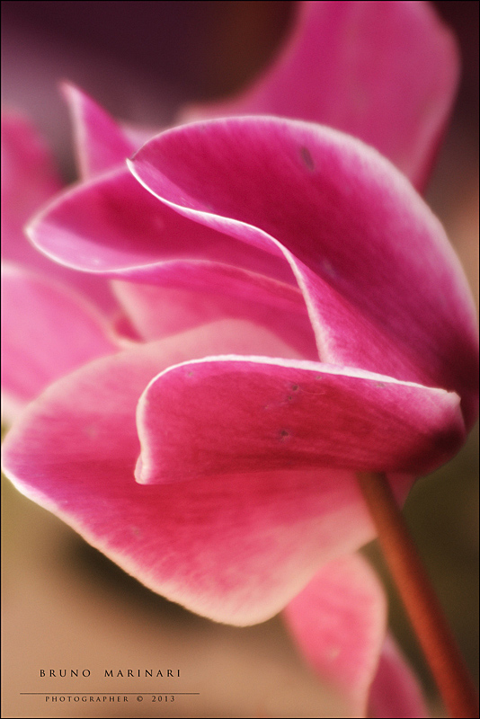 Sfumature di Ciclamino