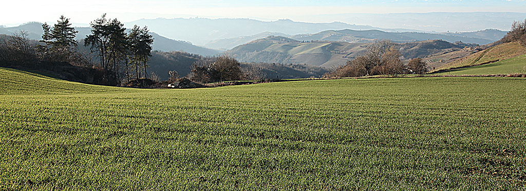 Prato verde d'inverno