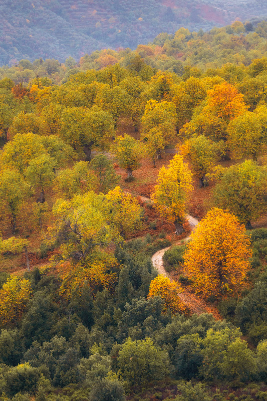 Ultimi colori d'Autunno