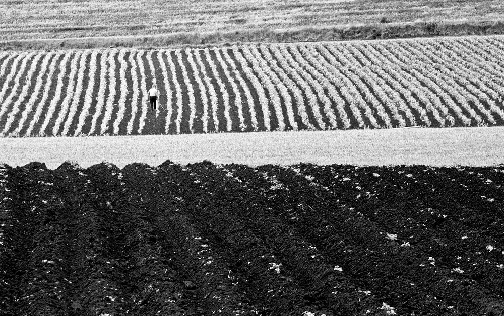 Solitario in campagna