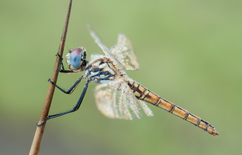libellula