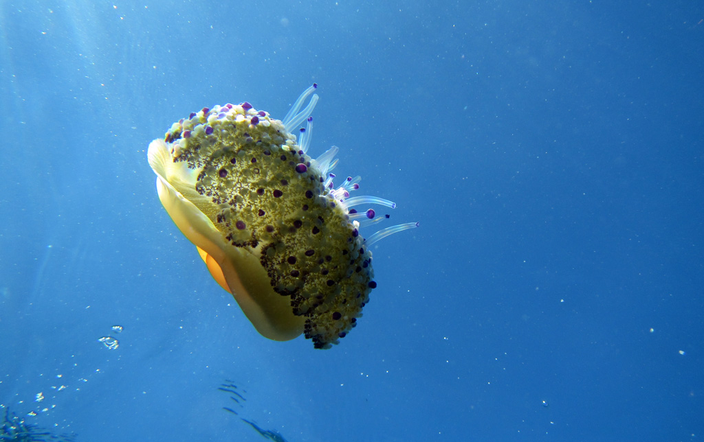 Cotylorhiza tuberculata