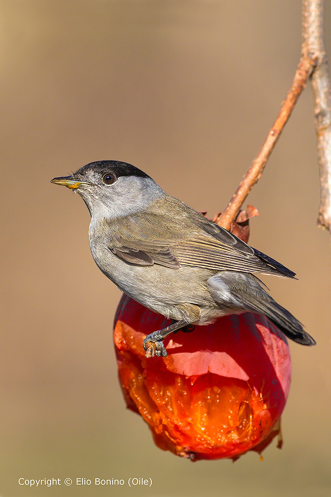 Capinera (Sylvia atricapilla)