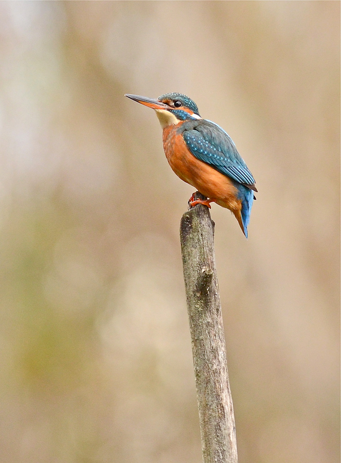 Martino di Santo Stefano