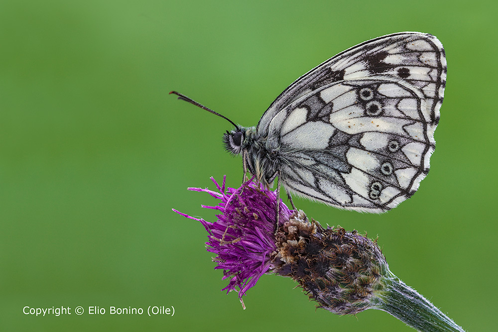 Melanargia galathea (Bianca marmorizzata)