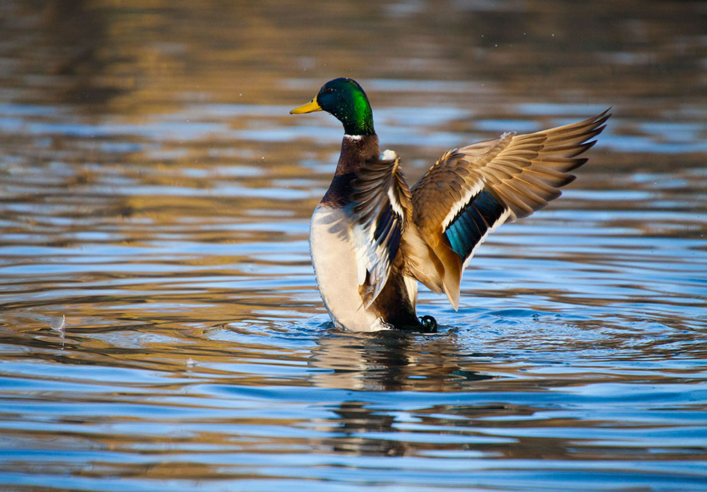 Sulle ali della libert�