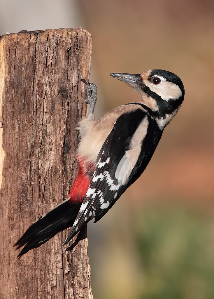 Picchio rosso maggiore (femmina)