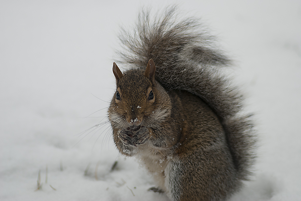 Sciurus carolinensis