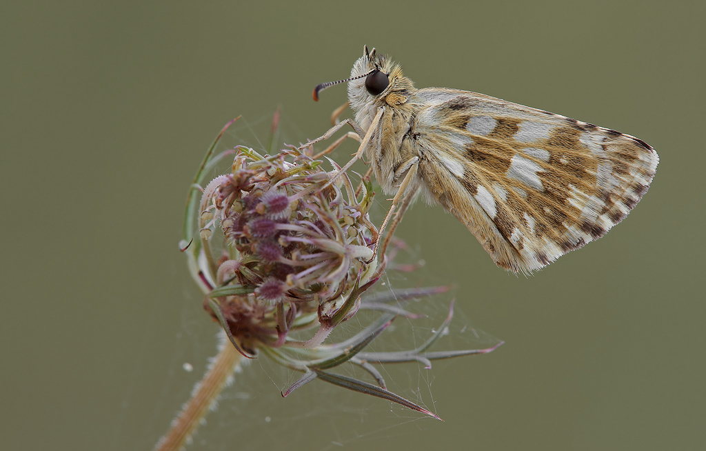 Pyrgus