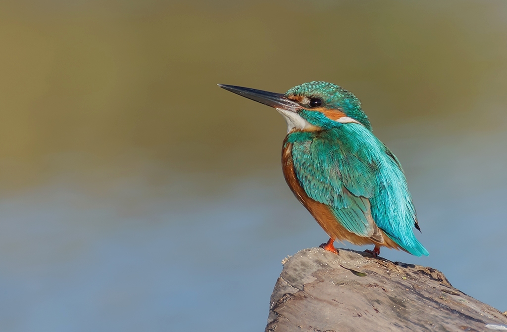 Profilo di Martin...