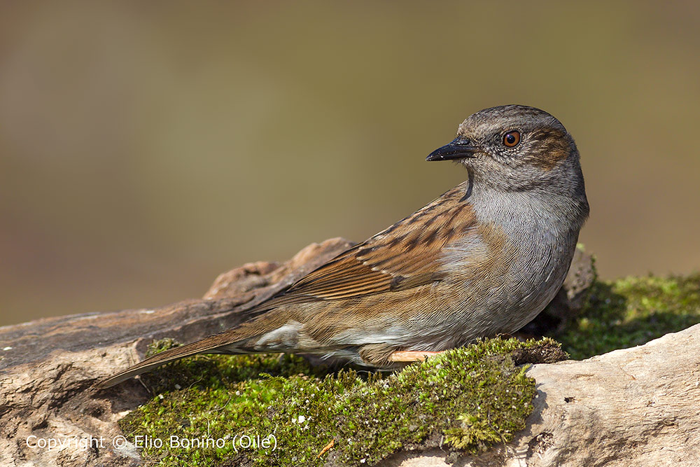 Passera scopaiola (Prunella modularis)