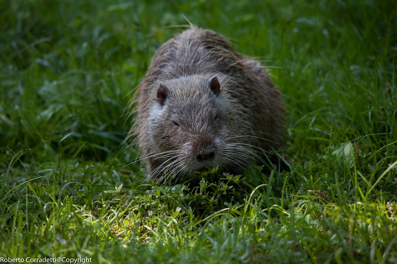 nutria