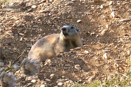 Marmotta