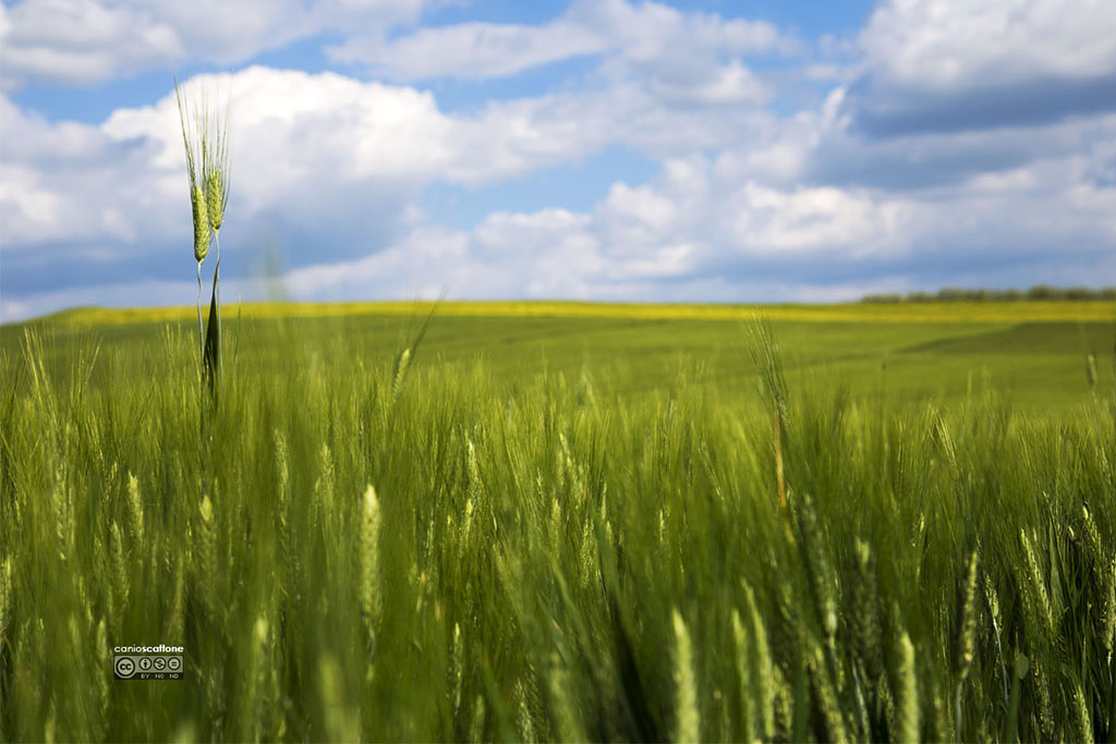 Campo di grano verde