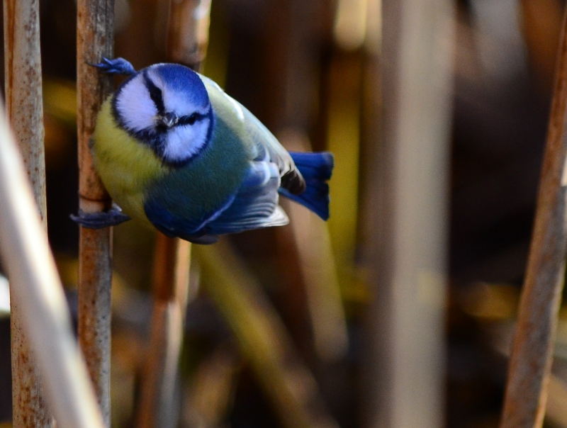 cinciarella sull'Adda