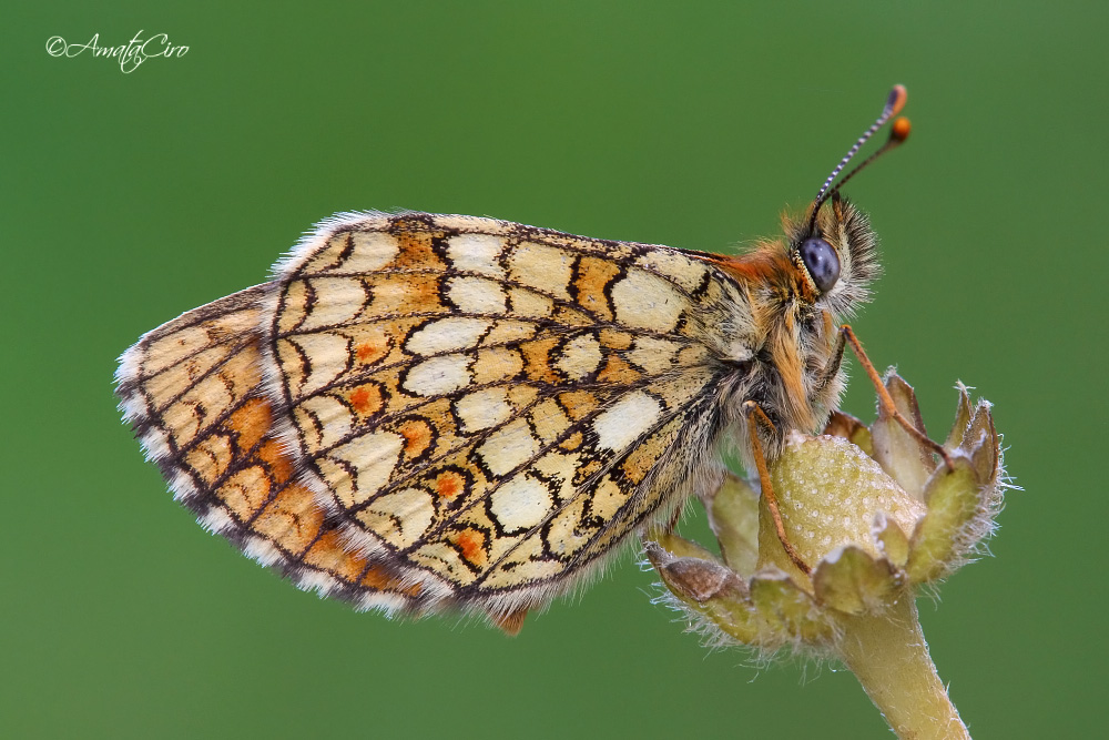 Melitaea athalia (Rottemburg, 1775)