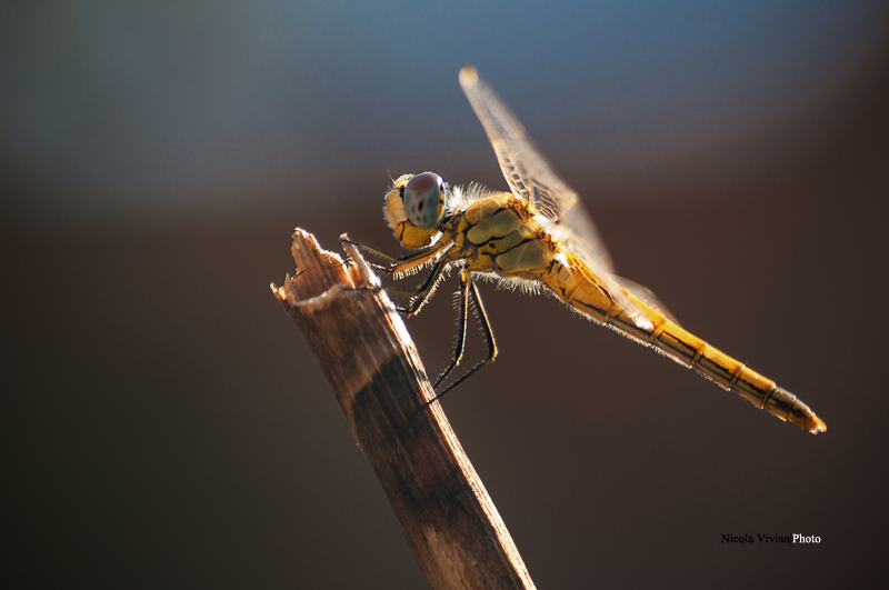 Libellula...controluce