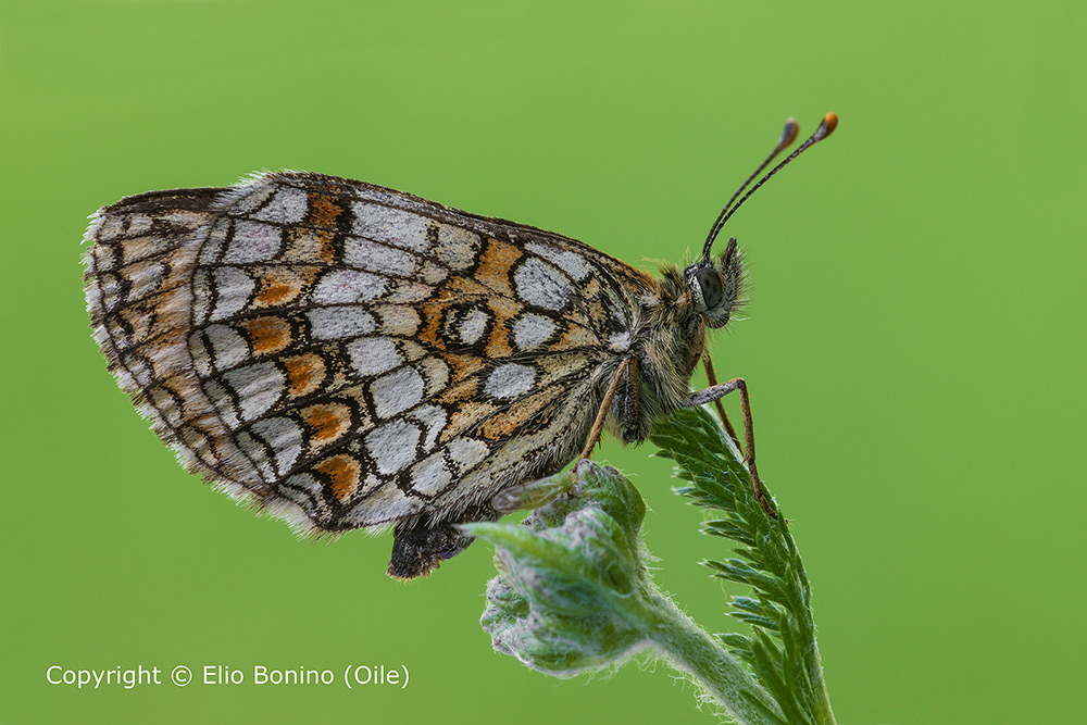 Melitaea athalia (Heath Fritillary)