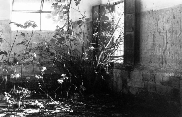 Lasciando adesso che le vene crescano in intrichi di rami melodiosi