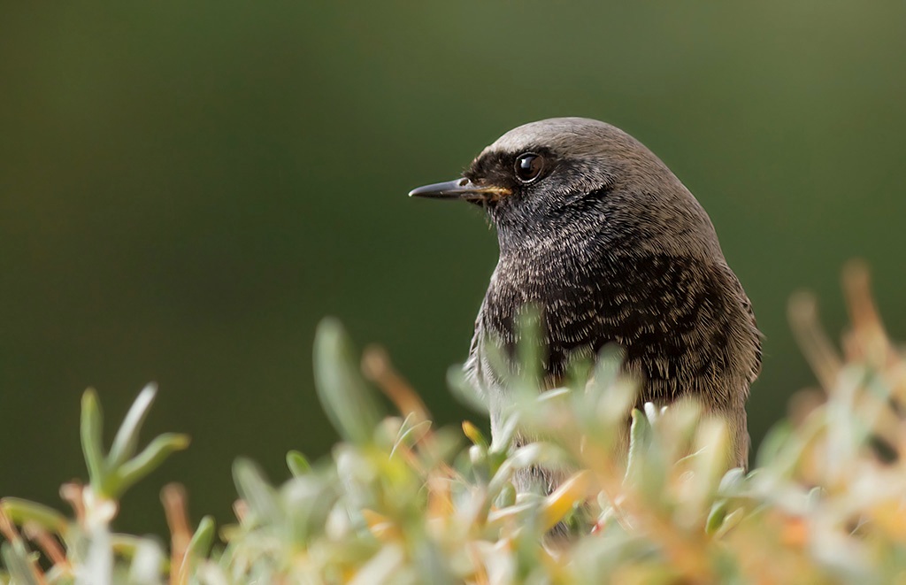 Ritratto codirosso spazzacamino