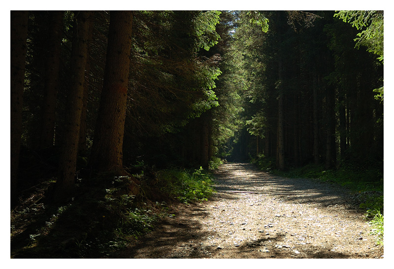 Sentiero nella foresta