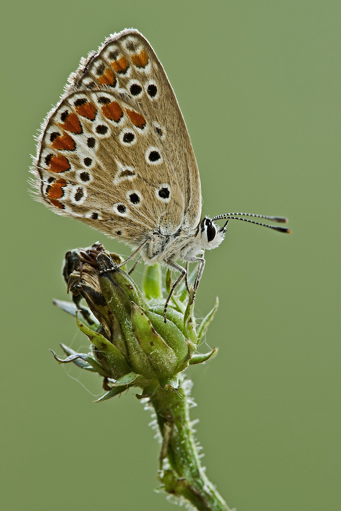 Polyommato Icarus