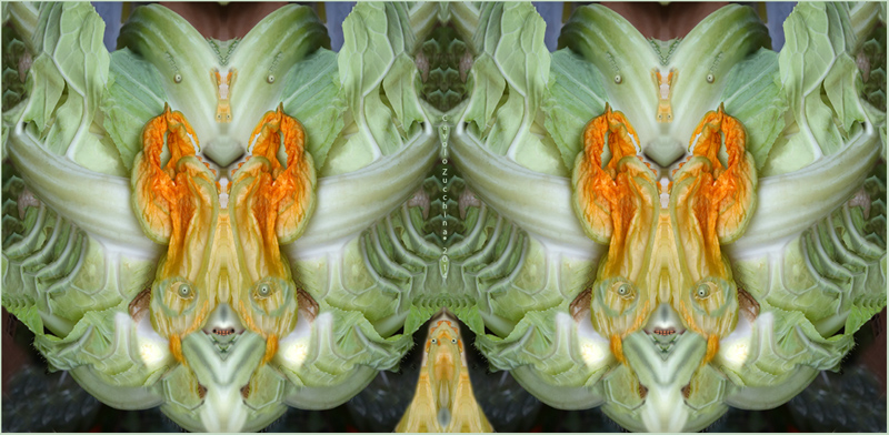 Cavolo Zucchina  3014